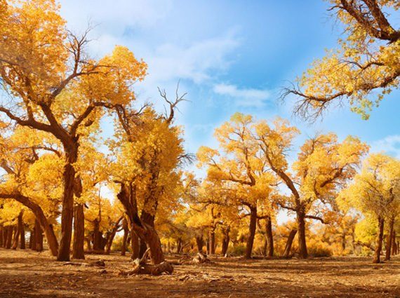 【5A】阿拉善盟胡楊林旅游區(qū)